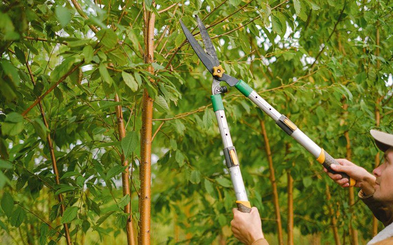 Tree trimming in Forksville, PA